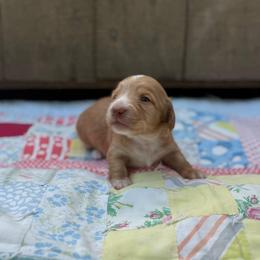 Ruby - Red female Dachshund puppy in Squires, Missouri from Hudson’s Hounds