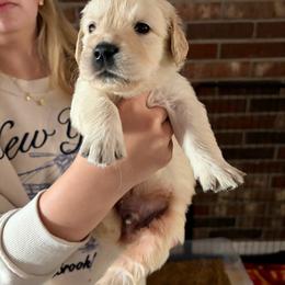 Sunny (Brown) - Light golden male Golden Retriever puppy in Jacksonville, Florida from River City Golden Retrievers