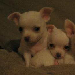 Chihuahuas from Keljim's Chihuahuas