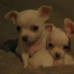 Chihuahuas from Keljim's Chihuahuas
