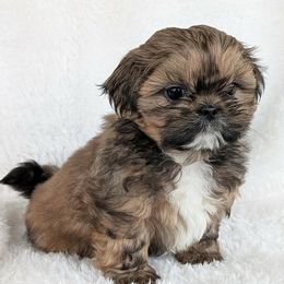 Flash - Gold male Shih Tzu puppy in Waynesboro, Pennsylvania from Big Win Shih Tzus