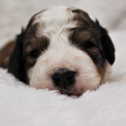 Bernedoodle and Goldendoodle Puppies from Paramount Family Doodles