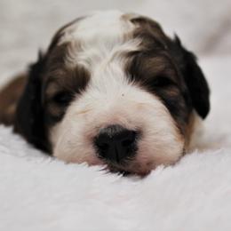 Bernedoodle and Goldendoodle Puppies from Paramount Family Doodles