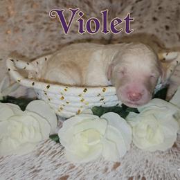 Poodle Puppies from Paradox Poodles