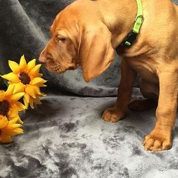Brittanys and Vizslas from Dzika Place Kennels