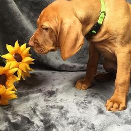 Brittanys and Vizslas from Dzika Place Kennels