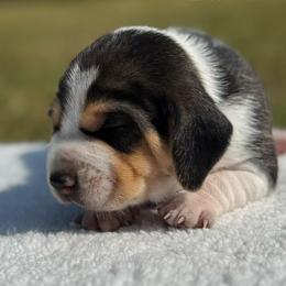 AKC Luca - Black tan and white male Beagle puppy in Rogersville, Missouri from Hales Little Beagle Haven