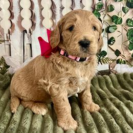 Pink Girl - Cream female Goldendoodle puppy in The Woodlands, Texas from Gracie's Goldendoodles and Bernedoodles of The Woodlands