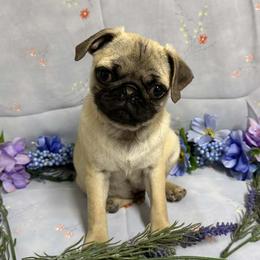 Fawn Boy (red toe) - Fawn male Pug puppy in Tulsa, Oklahoma from Locust Creek Pugs