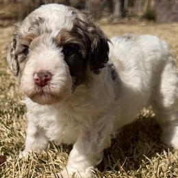 Meadow - Brown and white female Bernedoodle puppy in Larimer County, Colorado from Puppy Love Doodles