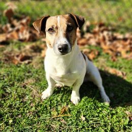 Buddy - Russell Terrier
