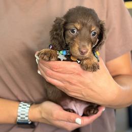 Charlotte - Chocolate and tan female Dachshund puppy in Calexico, California from The house of Dachshund