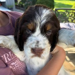 Poppy - Liver white and tan female English Springer Spaniel puppy in Newport News, Virginia from Sara's English Springer Spaniels (All Tails Kennel)