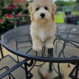 QUICK PLACEMENT DISCOUNT: Wade - male Cavapoochon puppy in Bullard, Texas from Cavapoochon Central LLC