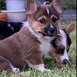 American Corgis and Pembroke Welsh Corgis from Royal Blue Corgis
