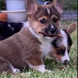 American Corgis and Pembroke Welsh Corgis from Royal Blue Corgis