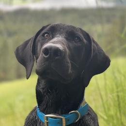 CJ - Labrador Retriever