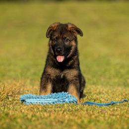 German Shepherd Puppies from Sommerfeld German Shepherds