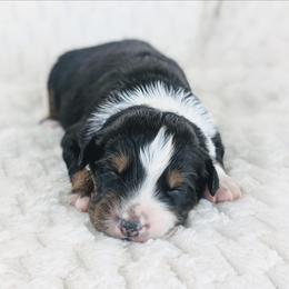 Boy 1 (Red) - Black tri-color male Australian Shepherd puppy in Yakima, Washington from Naches Heights Ranch
