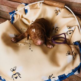 Purple Collar Girl - Red  Poodle puppy in Mountain Grove, Missouri from Swan Field Farms