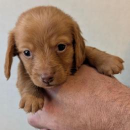 Remy - Sable female Dachshund puppy in Marshall, Texas from Wilson's Kennels