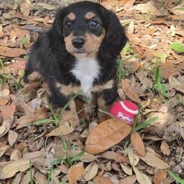 Tuxedo Male - Black and tan male Dachshund puppy in Avon Park, Florida from Dachshunds