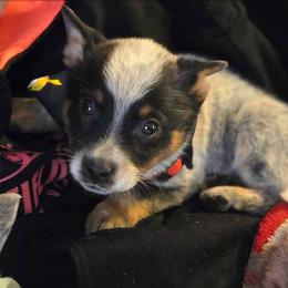 Girl 4 - Blue female Australian Cattle Dog puppy in Monroe, North Carolina from Creek View Cattle Dogs