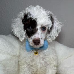 READY TO GO NOW AKC Spanky - Genetically Clear - Parti male Poodle puppy in Tampa, Florida from The Sweet Life of a Toy Poodle