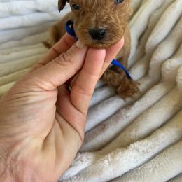 AKC ELIJAH (blue collar) - Red  male Poodle puppy in Dallas, Georgia from West Cobb Dogs