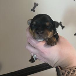 Frankie J - Black and tan male Yorkshire Terrier puppy in Beavercreek, Ohio from The Yorkie Den, LLC