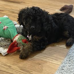 Cavapoo Puppies from House of Cavapoos