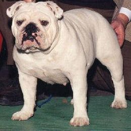 Bulldog All Grown Up from Mouser Bulldogs