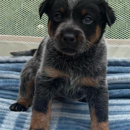 Julio - Blue mottled male Australian Cattle Dog puppy in Seneca, Missouri from MO Morningstar Heelers