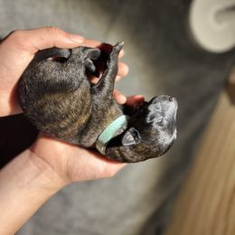 Dutch Shepherd Puppies from TN Dutch Shepherd