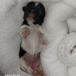 Diva - Black and white female Shih Tzu puppy in Arcadia, Florida from Kitsune Cuddles and kisses