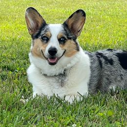 Lolli - American Corgi