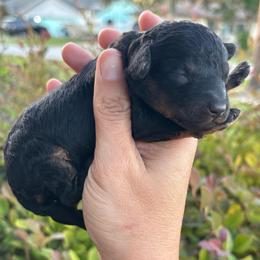 Snickers- Tiny toy phantom 7-10lbs - Black phantom male Aussiedoodle puppy in Spring Hill, Florida from Pawprint Dreams Boarding and Kennel