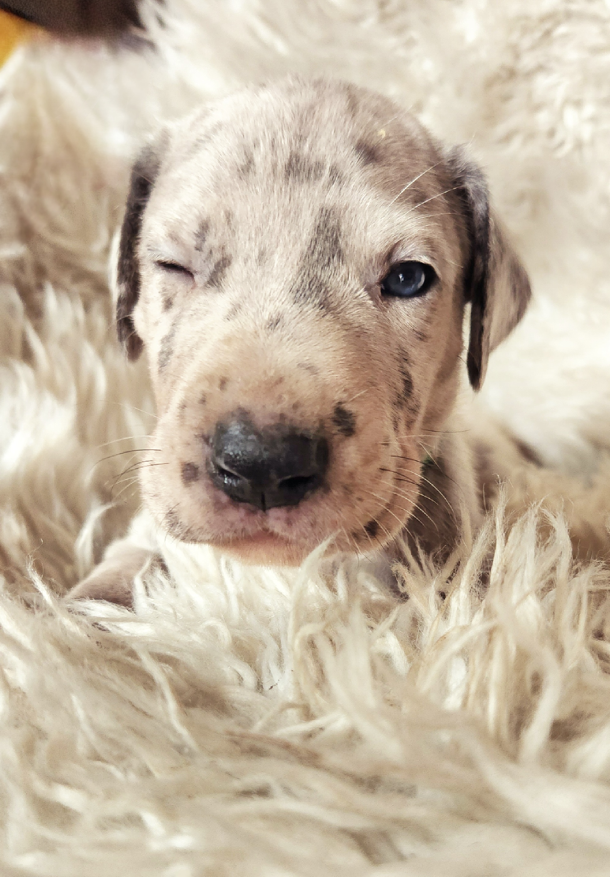 Walter - Merle Great Dane puppy in California from Bolo K9 Kennels