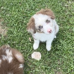 Riot - Red merle male Miniature Australian Shepherd puppy in Gatesville, Texas from Southern Promise Aussie’s