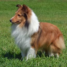 Ollie - Shetland Sheepdog