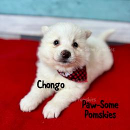 Chongo - White male Pomsky puppy in Krum, Texas from Paw-Some Pomskies