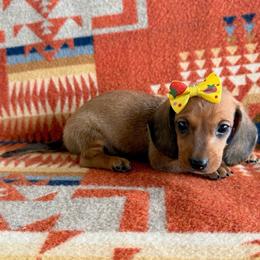 Godiva - Chocolate female Dachshund puppy in Okeechobee, Florida from HotShot Kennels