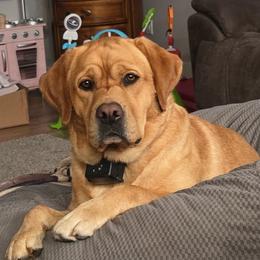 Ruby - Labrador Retriever