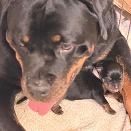 Girl 1 - Black and mahogany female Rottweiler puppy in Gulf Breeze, Florida from Von Ratermann Rottweilers