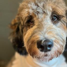 Bernedoodles and Goldendoodles from Reece + Co Doodles