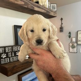 Male 5 (Blue collar) - Light golden male Golden Retriever puppy in Rainier, Washington from Hanson’s NW Goldens & Doodles