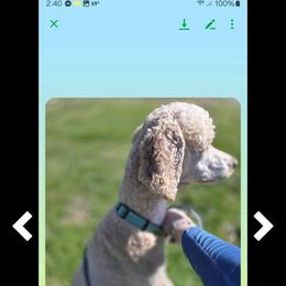 Kingsley - Poodle