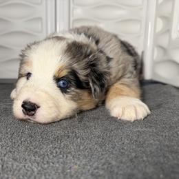 Boaz (Boy 2-Blue Merle) - Blue merle male Australian Shepherd puppy in Mayfield, Kentucky from Hamilton Farms