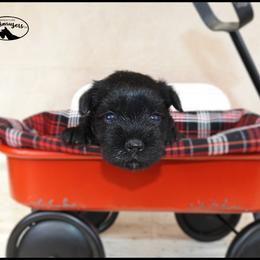 AKC 25039 - Black female Miniature Schnauzer puppy in Mount Airy, Georgia from Miniature Schnauzers GA, LLC