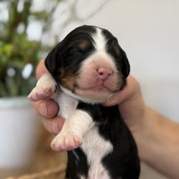 Merle Haggard - Tri-color male Bernedoodle puppy in Draper, Utah from Salt City Farm